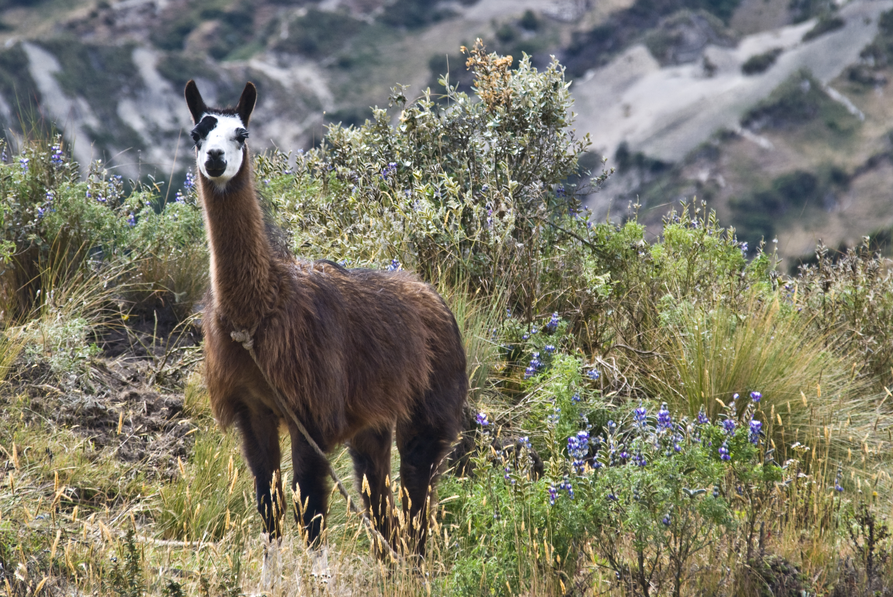 Lama